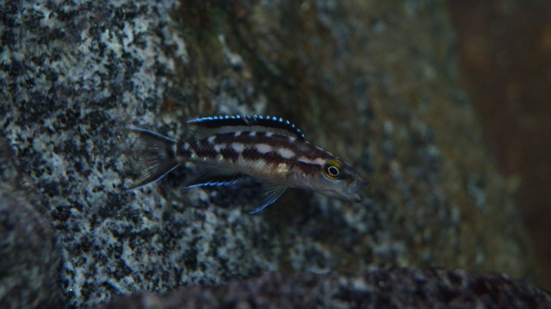 Neolamprologus buescheri 'Kombe'